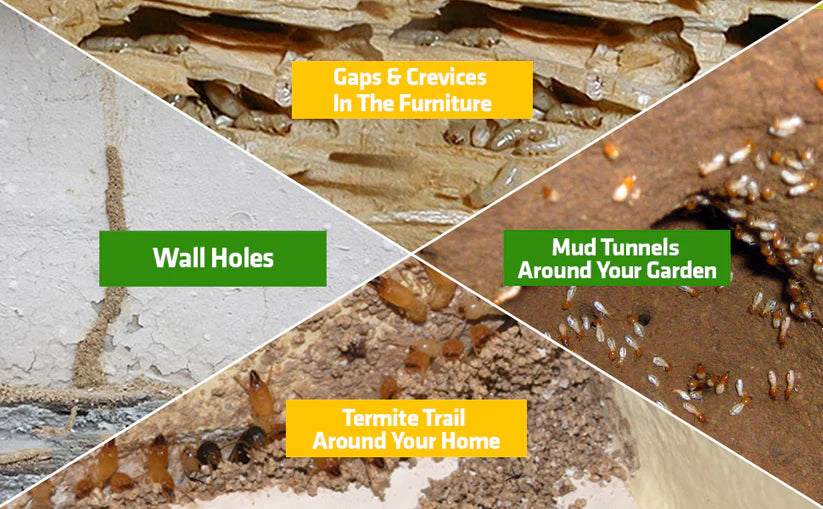 Termite Killer Spray - Effective Pest solution for your home Pack of 3